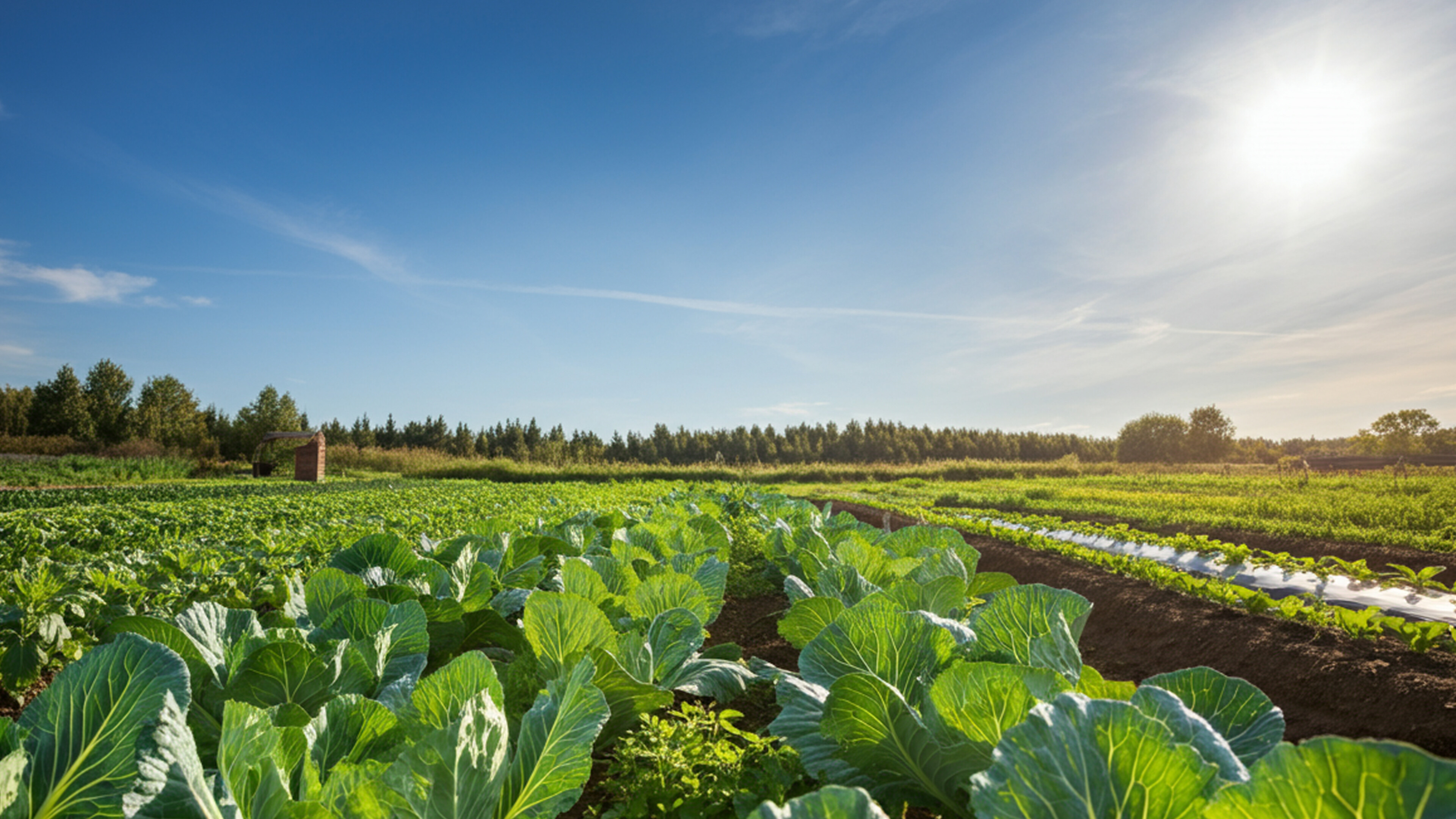 Farm Field of Crops
