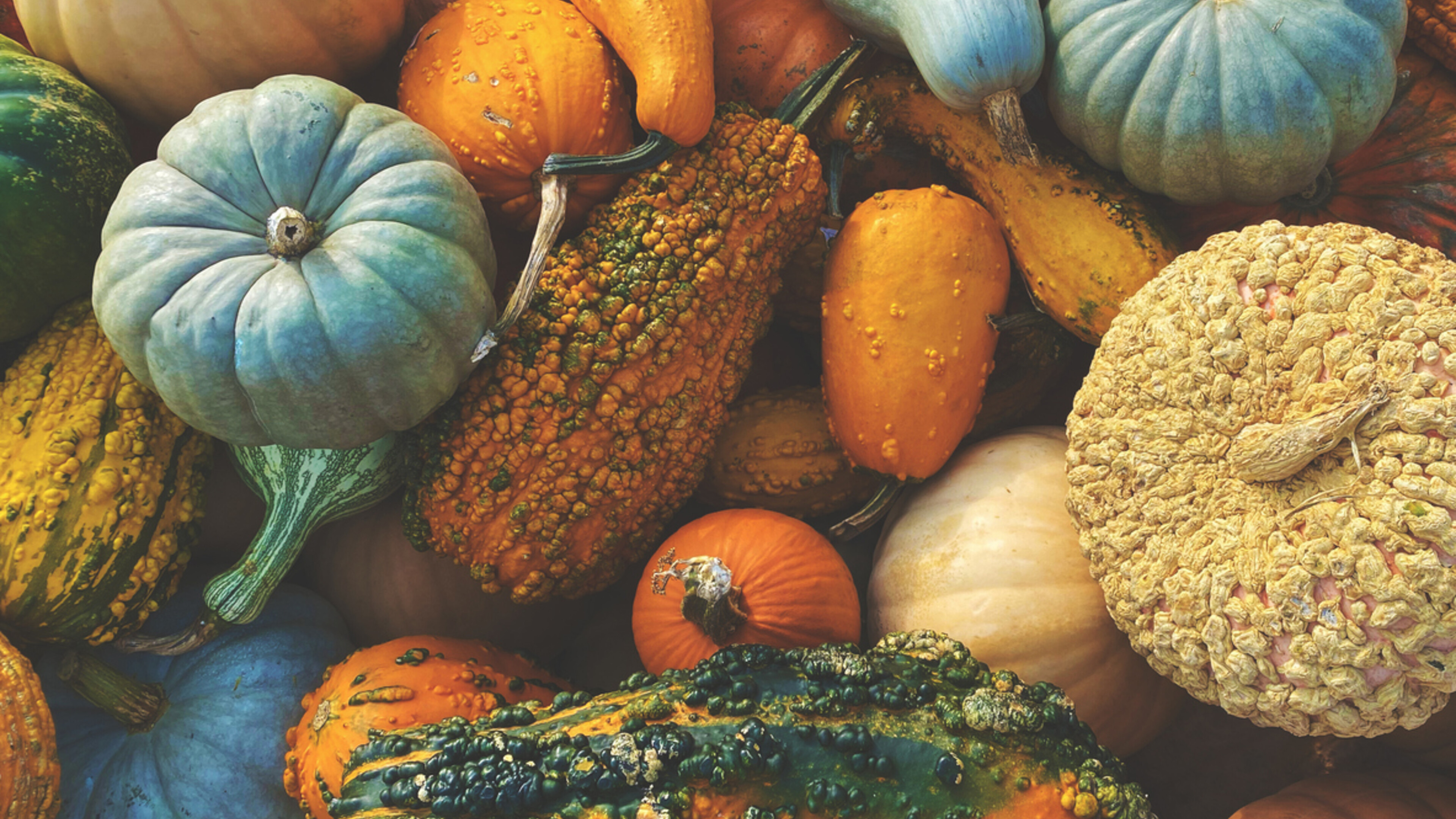 pumpkins and gourds