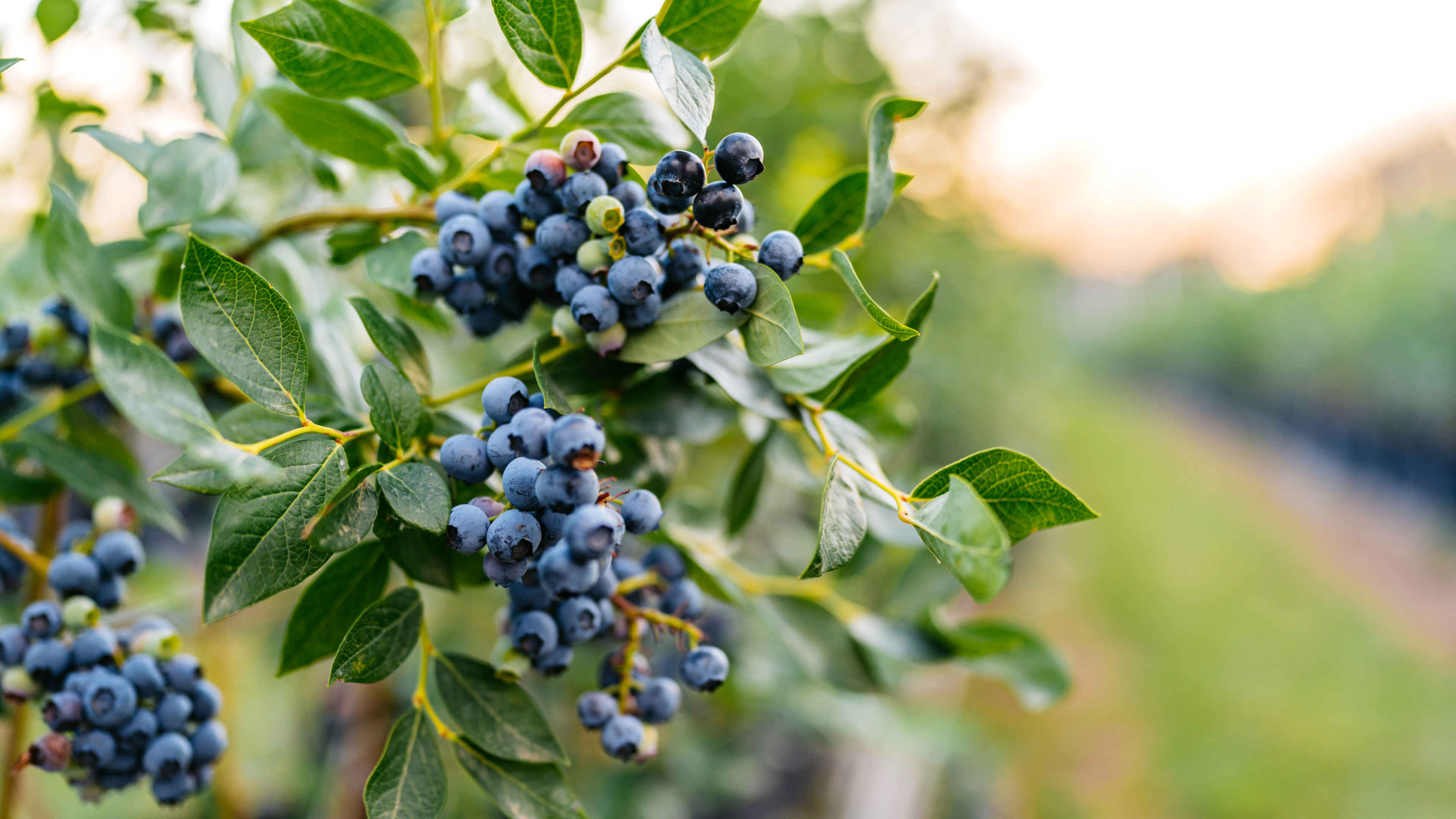 close up of blueberries on a branch