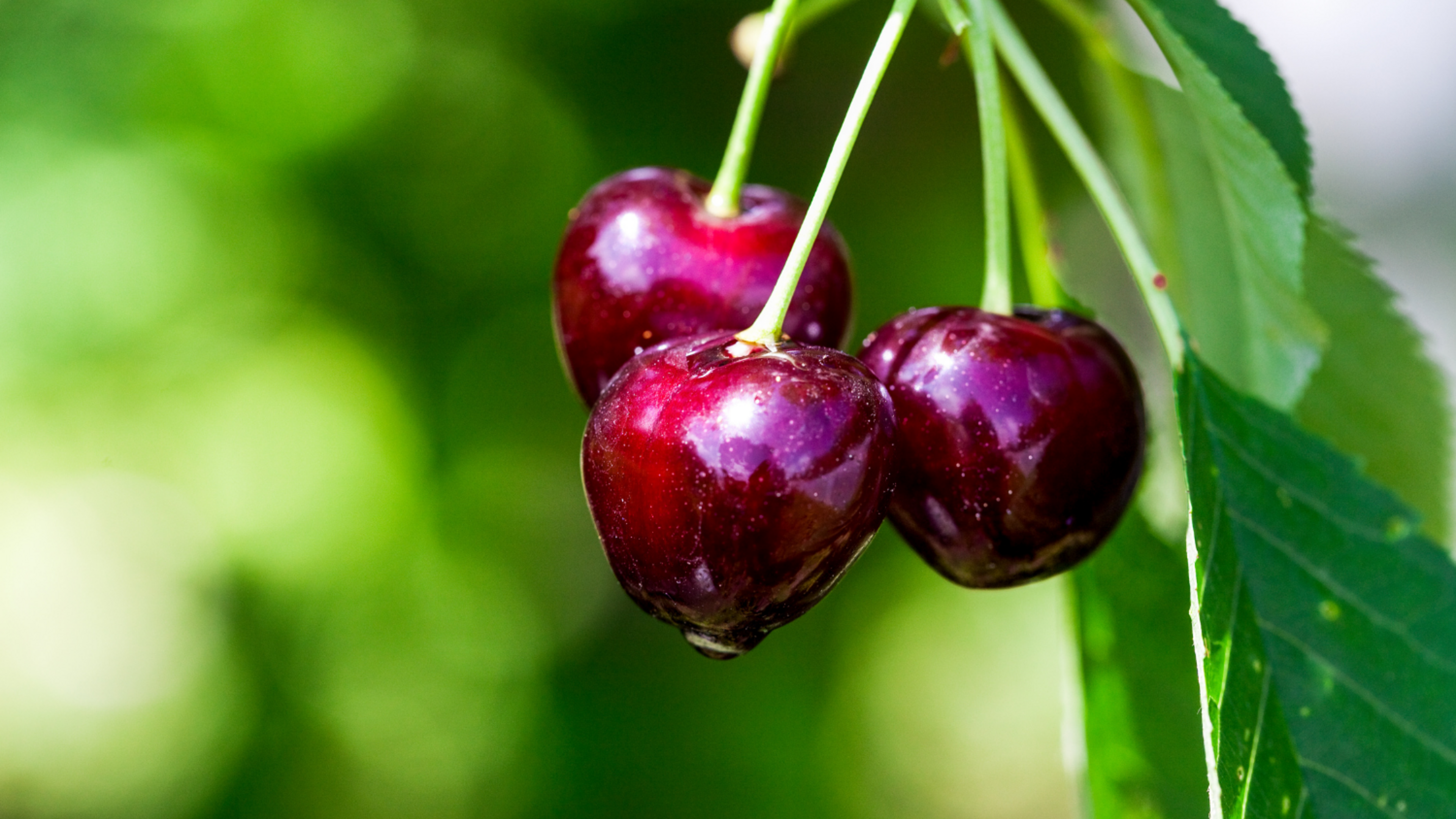 close up of cherries