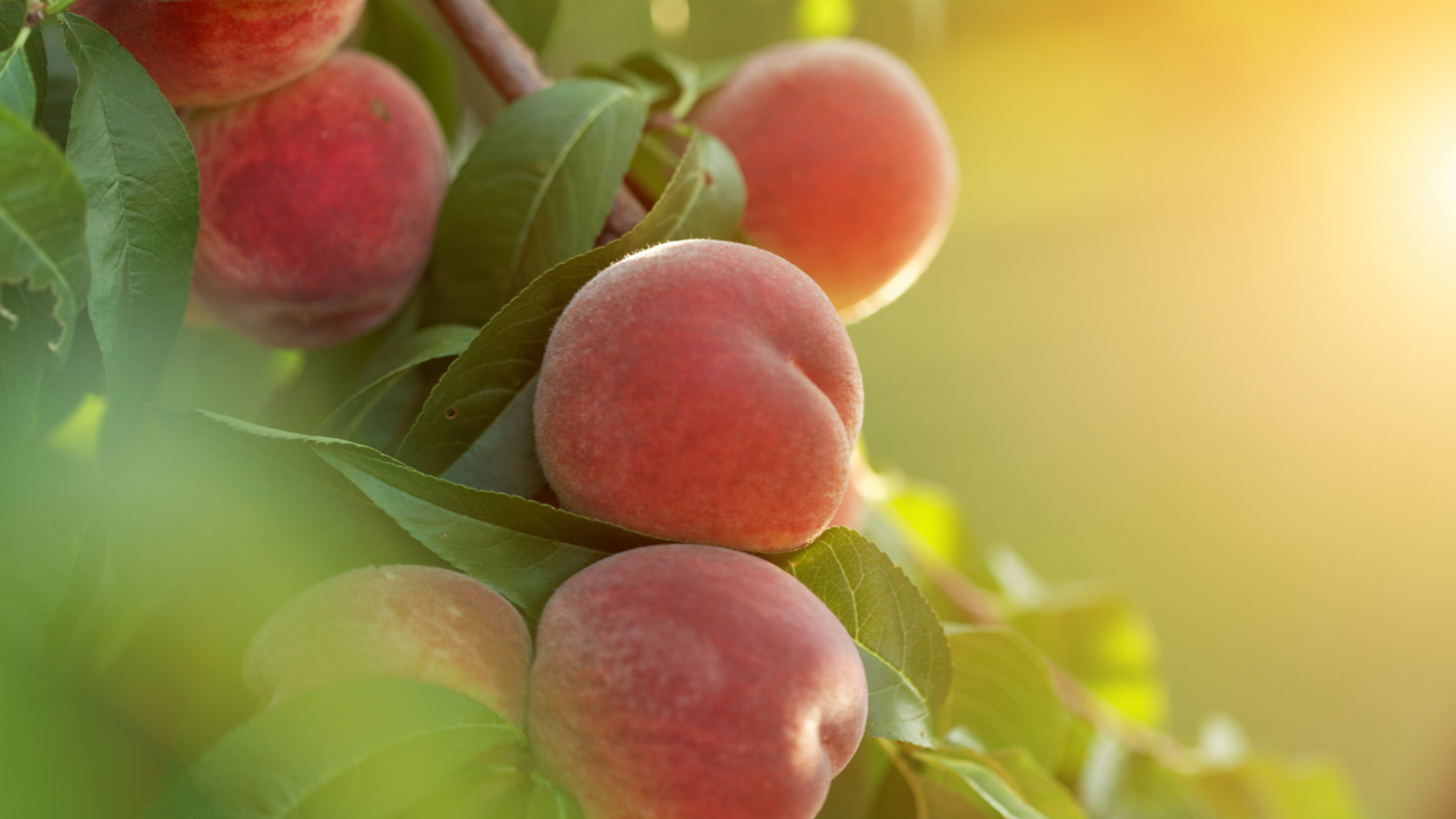 Close up of peaches on a tree with warm sunlight