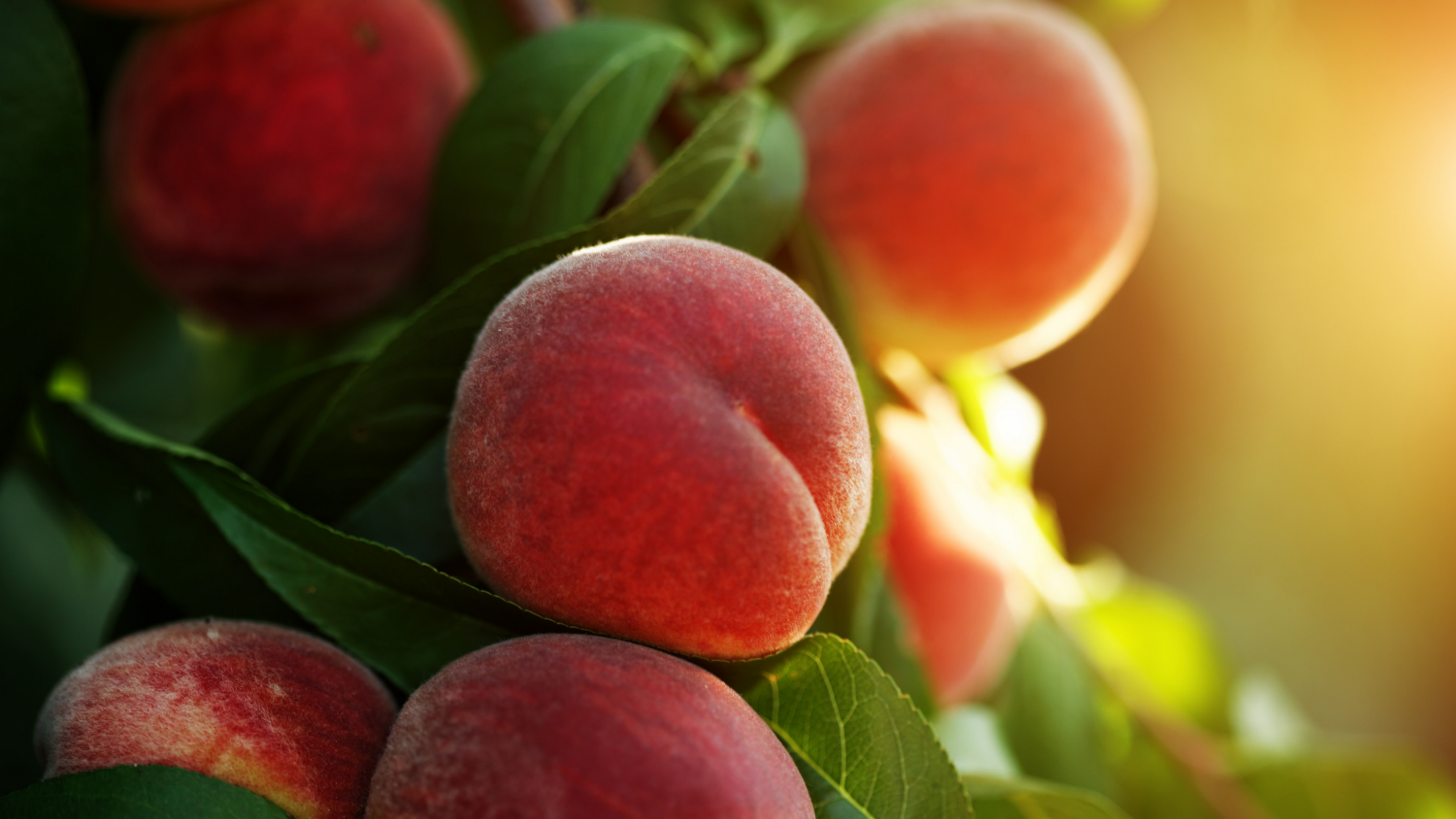 Close up of peaches on a tree