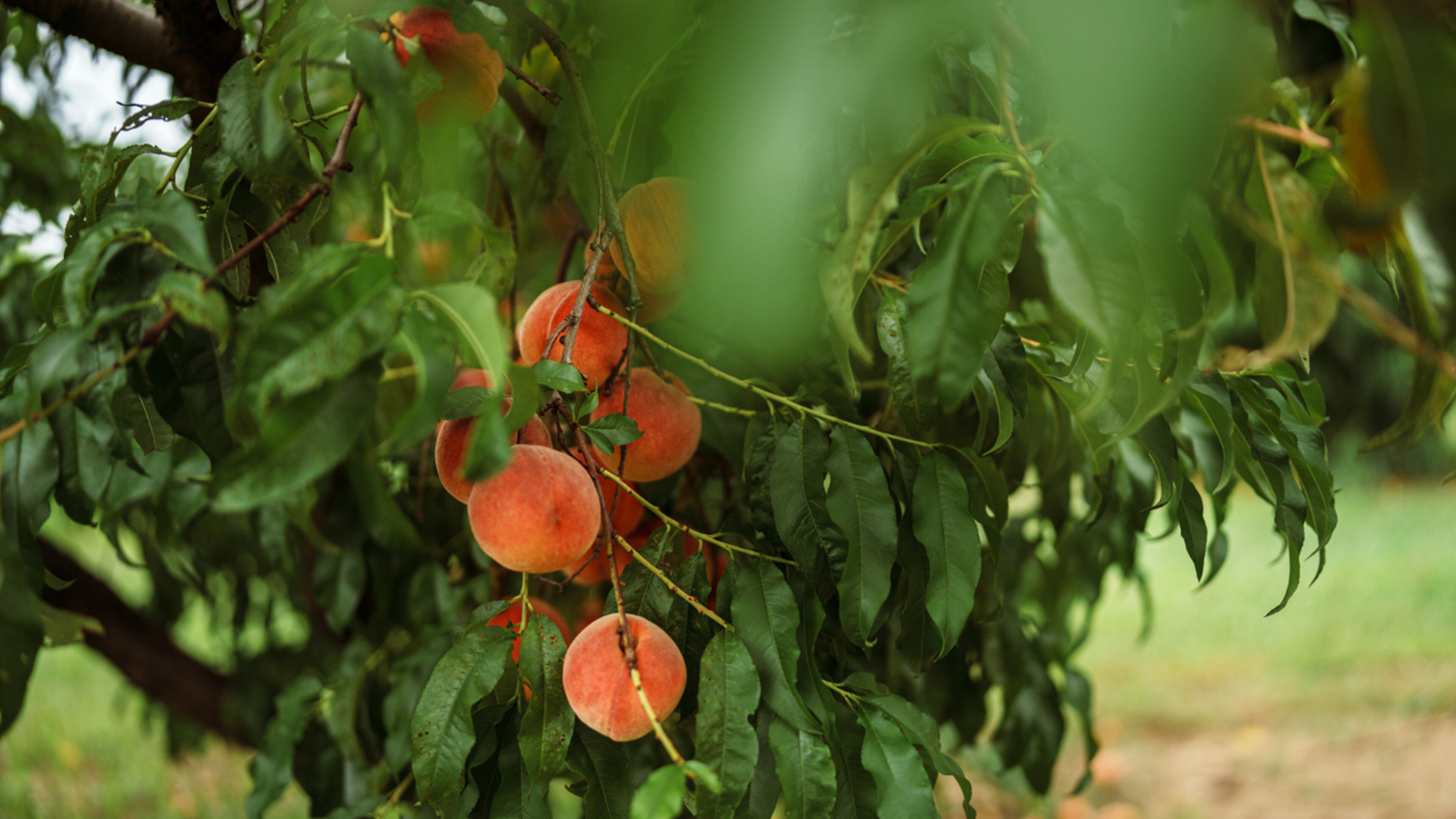 peaches on a tree