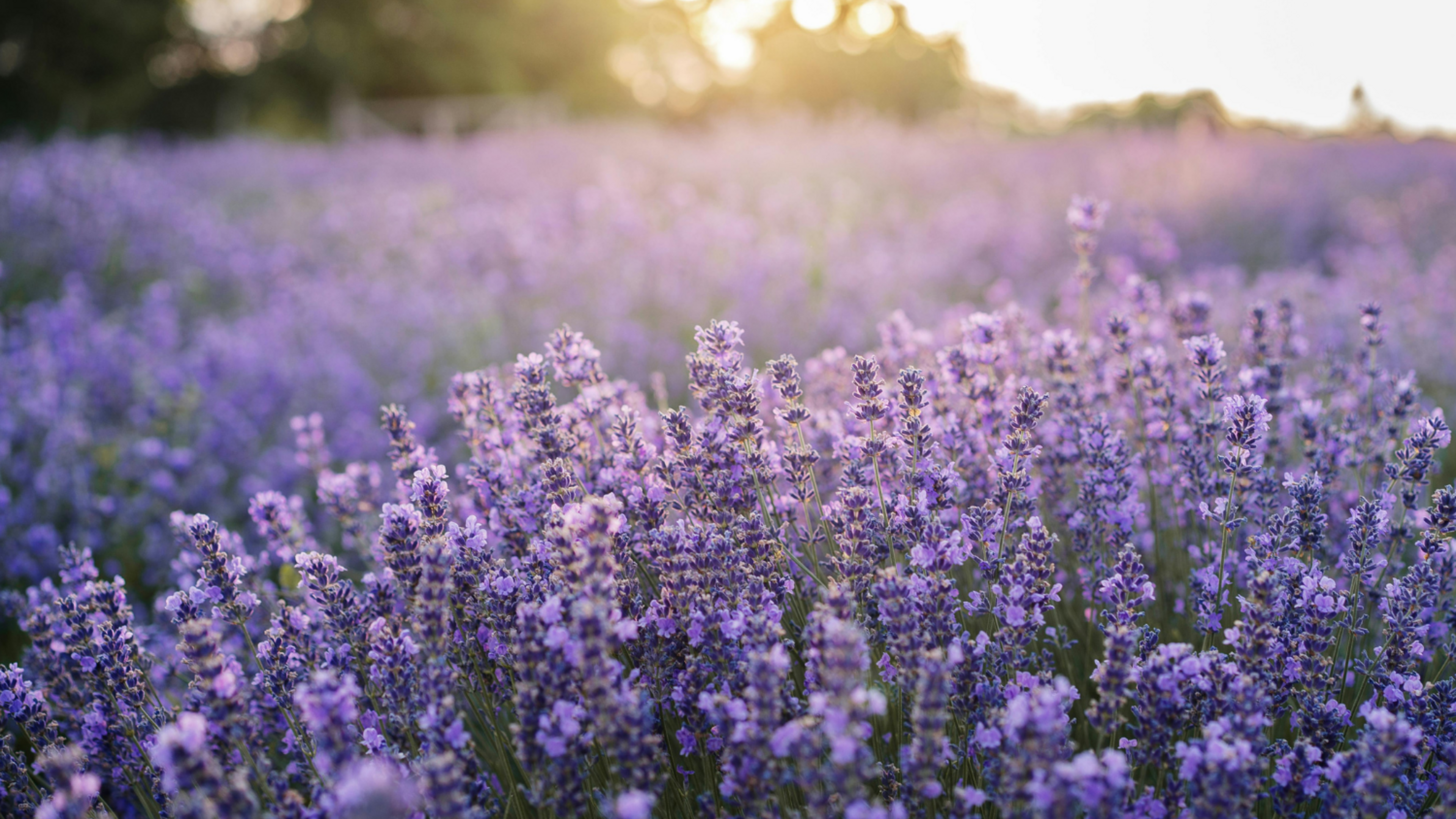 field of lavender