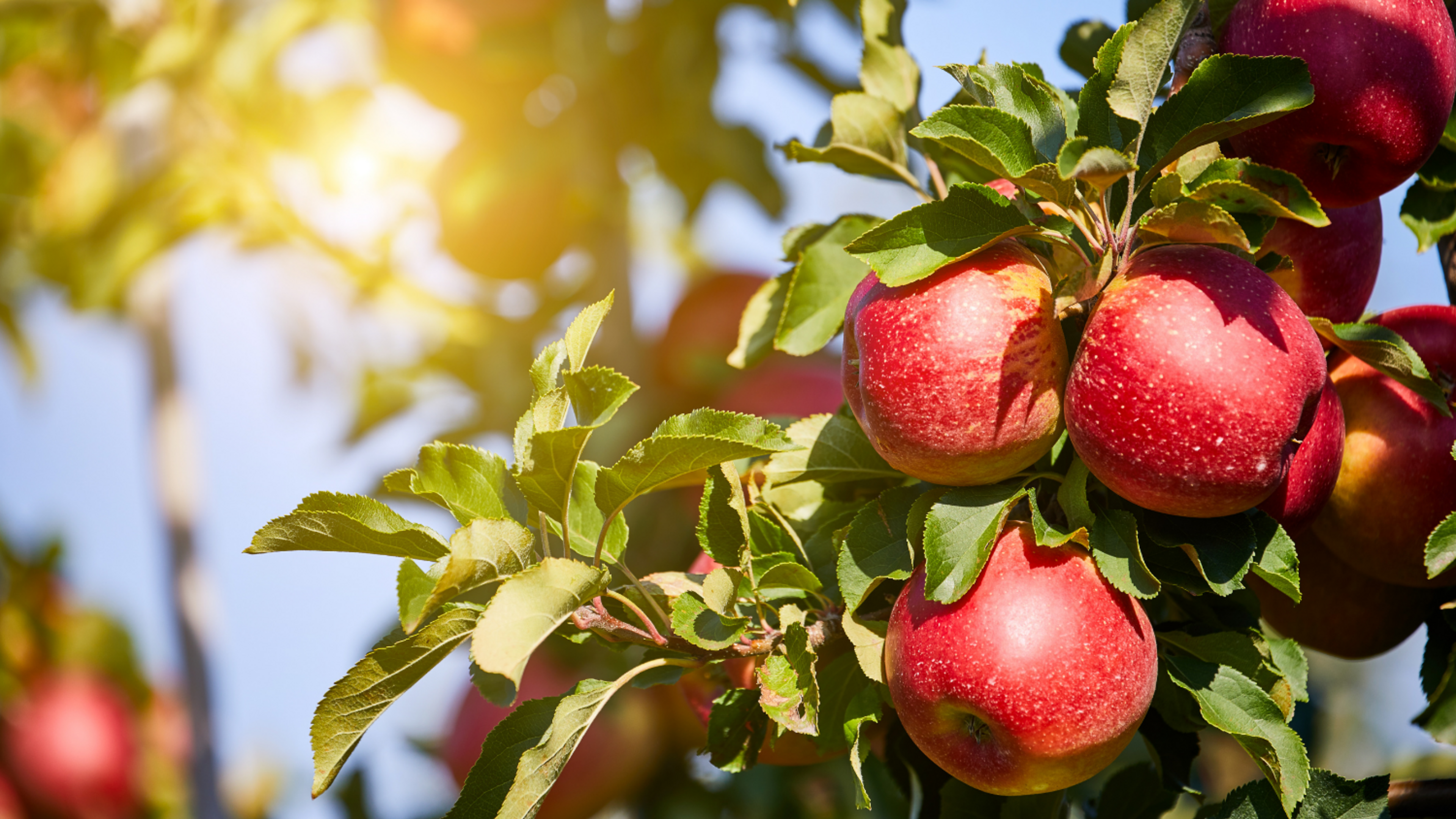 red apples on a branch with sunlight behind