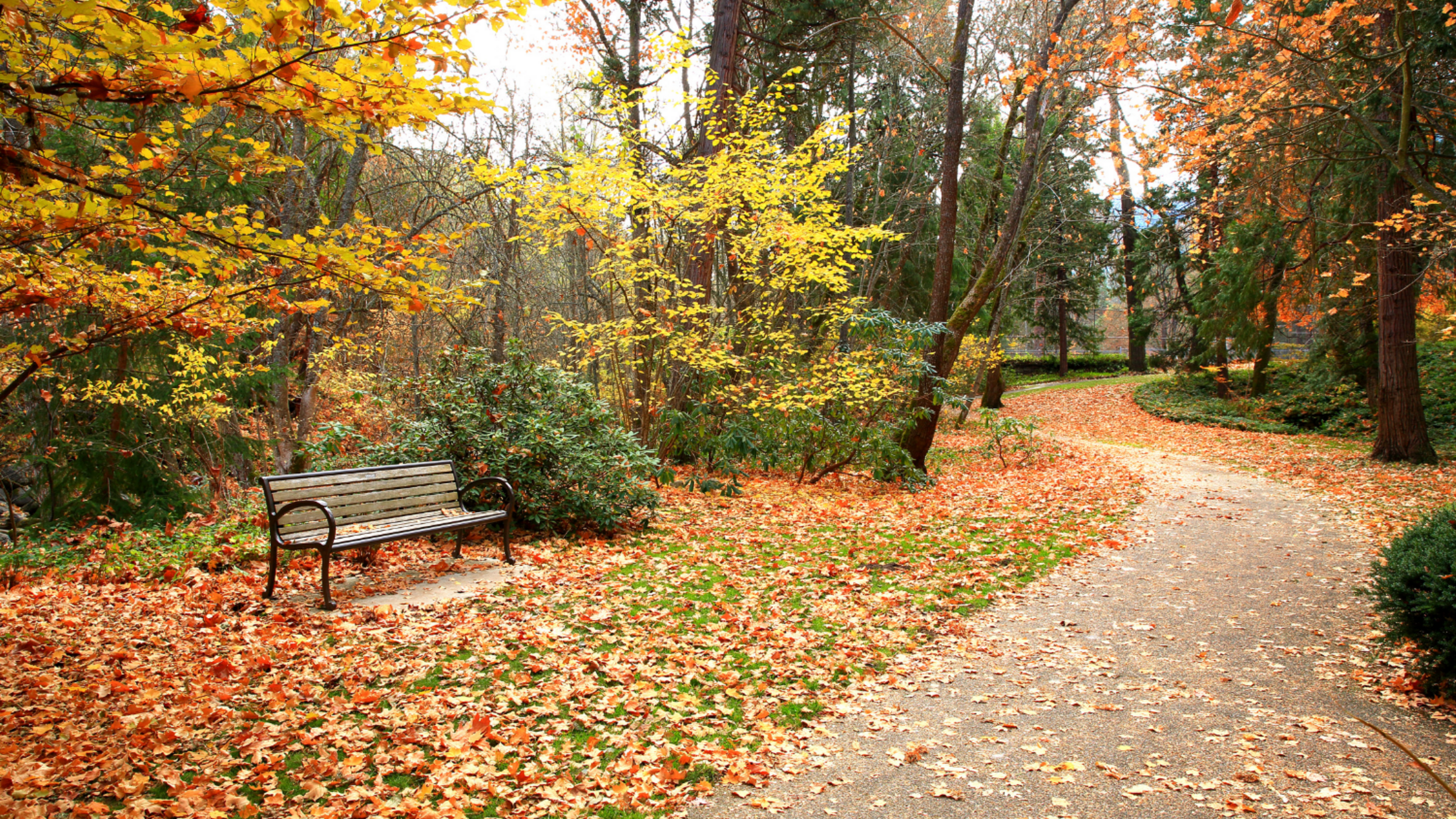 park bench and a path with fall colors