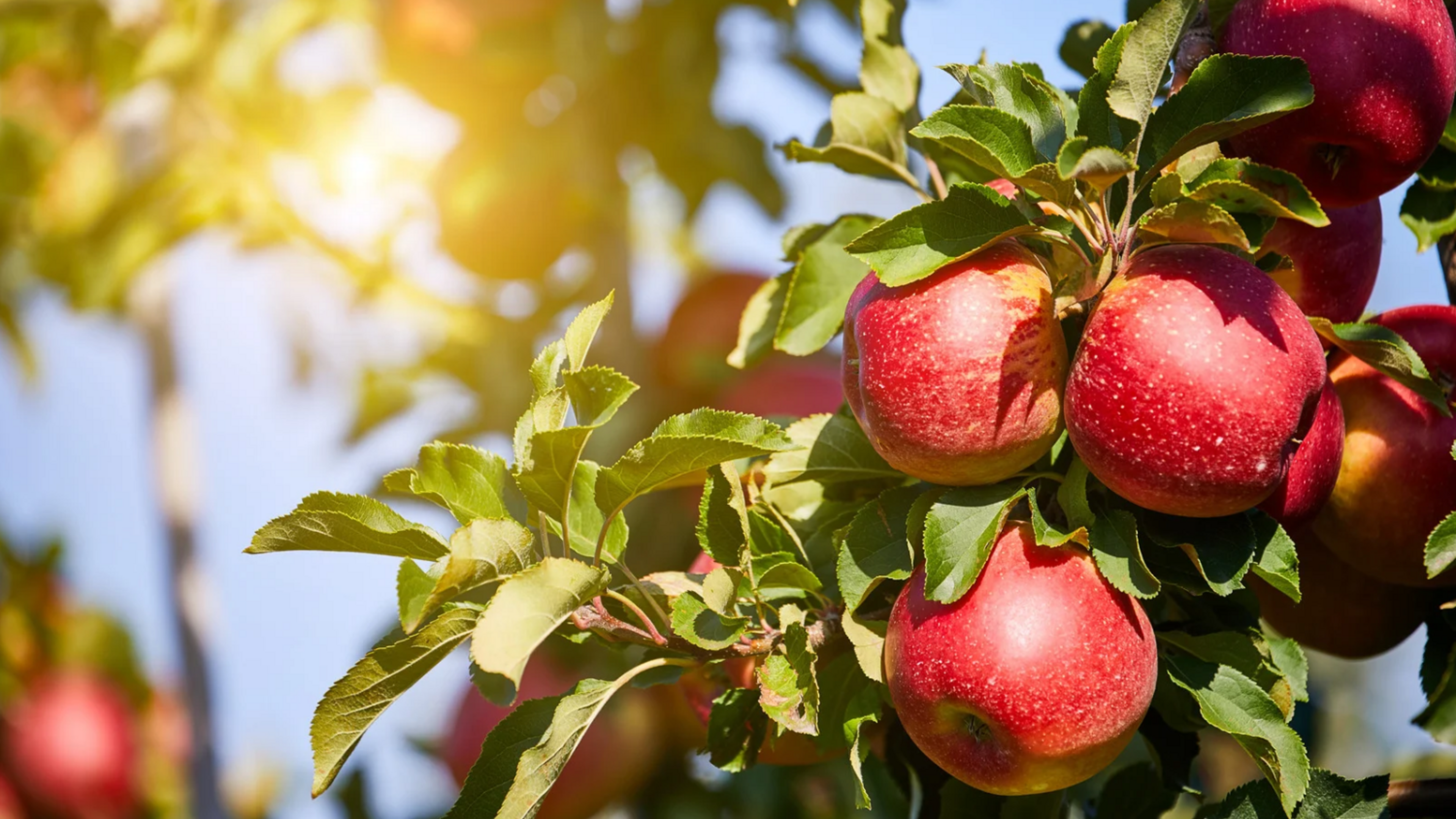 red apples on a tree