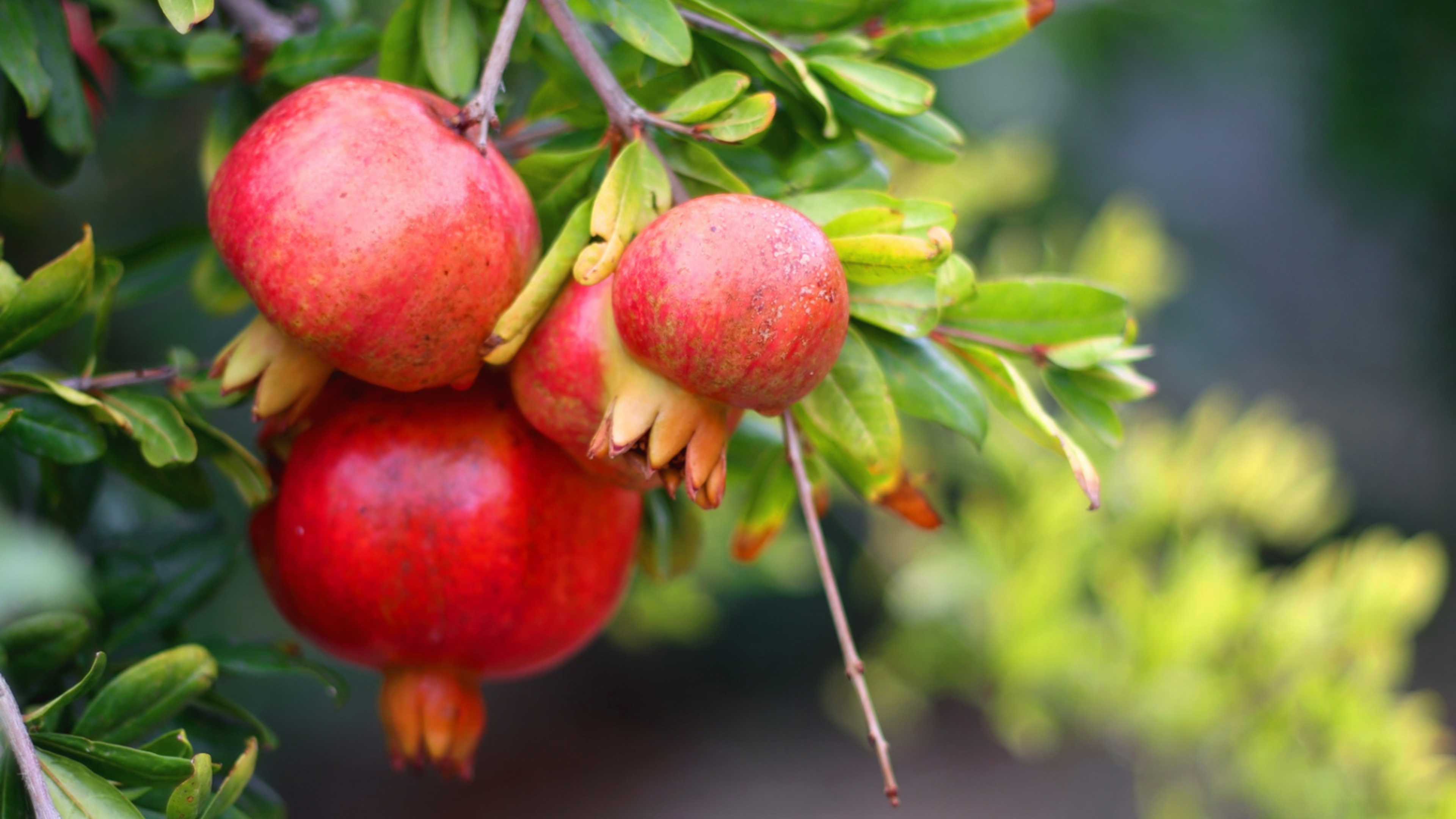 pomegranates on a bush