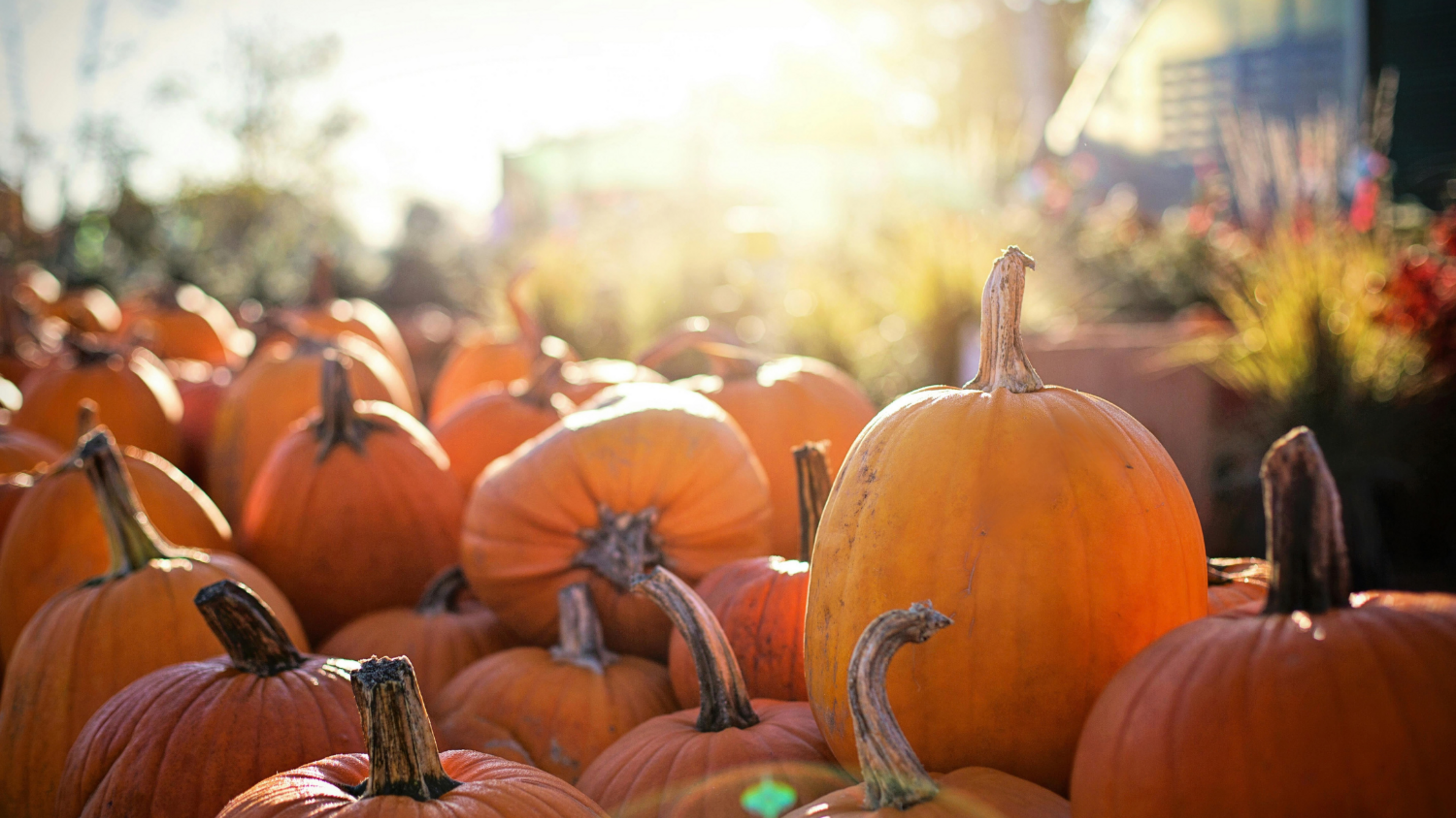 pile of pumpkins outdoors with warm sunlight