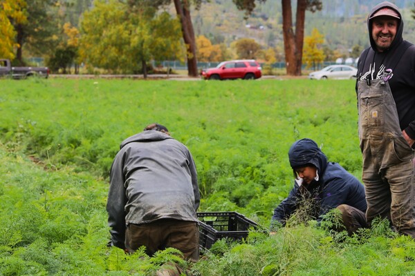 three farmers in a field