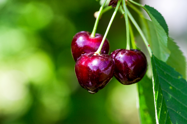 close up of cherries
