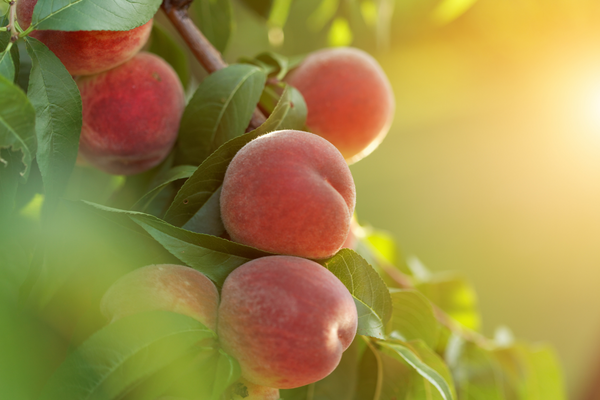Close up of peaches on a tree with warm sunlight