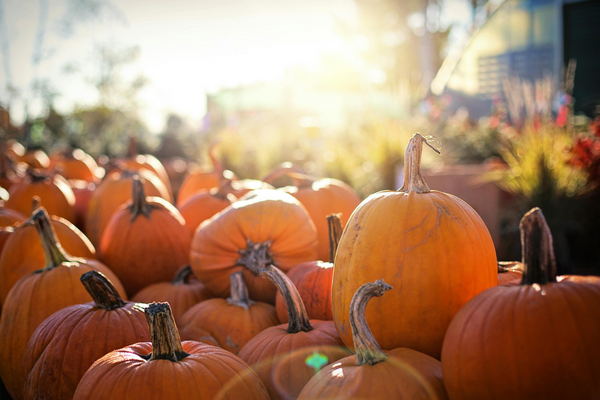 pumpkins with sun streaming behind them