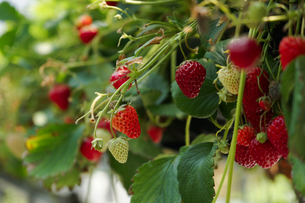 close up of strawberries on the plant