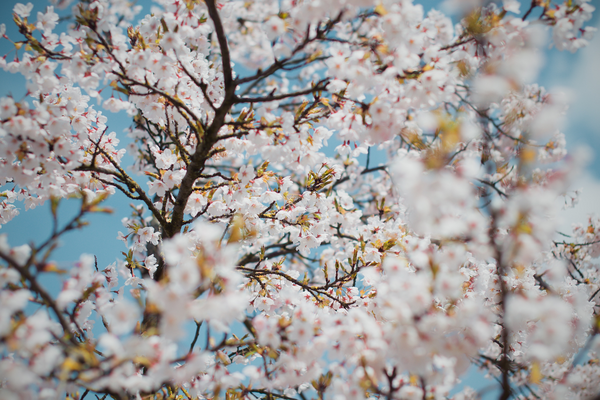 close up of white cherry blossoms