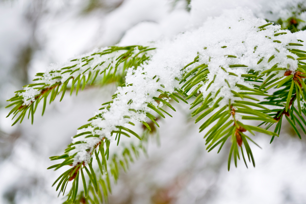 close up of fir branch with snow on it