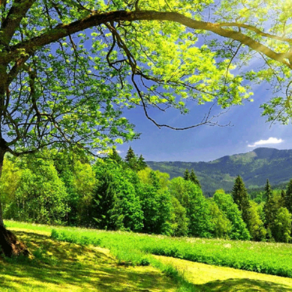 green trees and grass and blue sky
