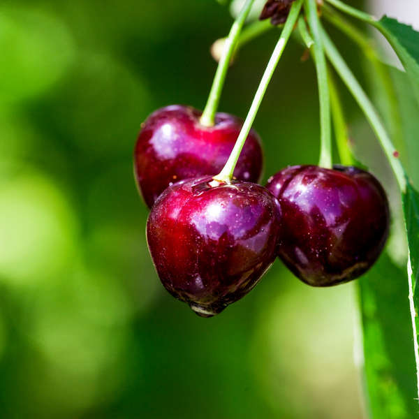 close up of cherries