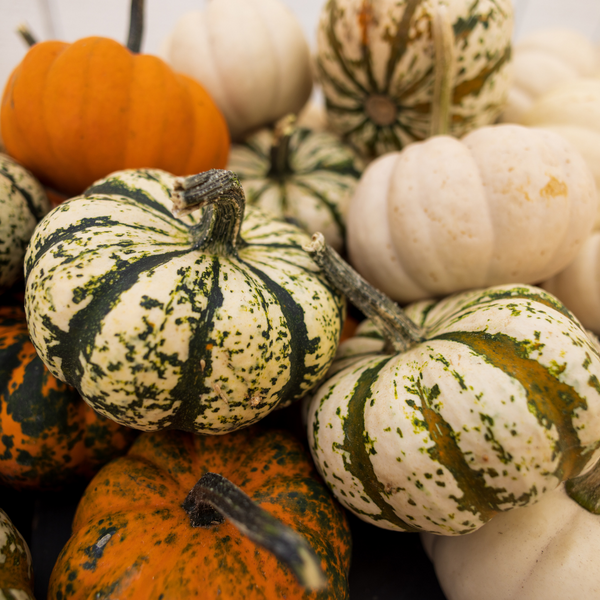 various types of gourds in a pile