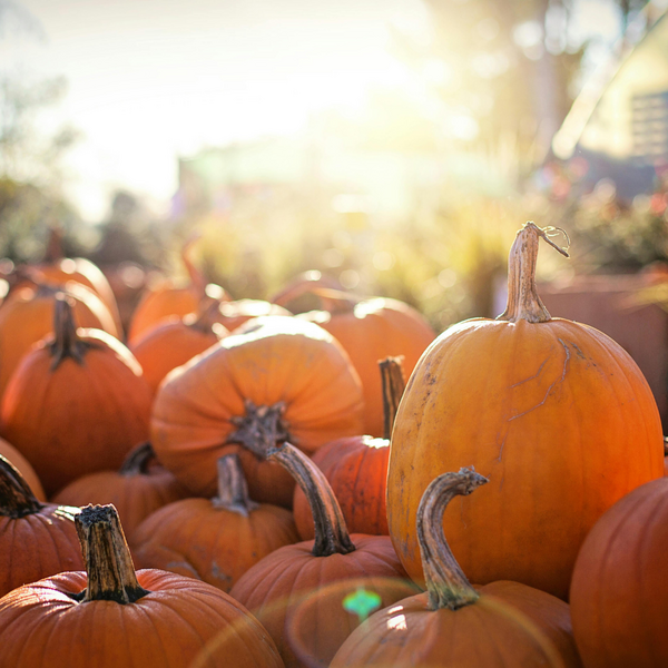 pumpkins with sun streaming behind them
