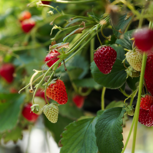 close up of strawberries on the plant