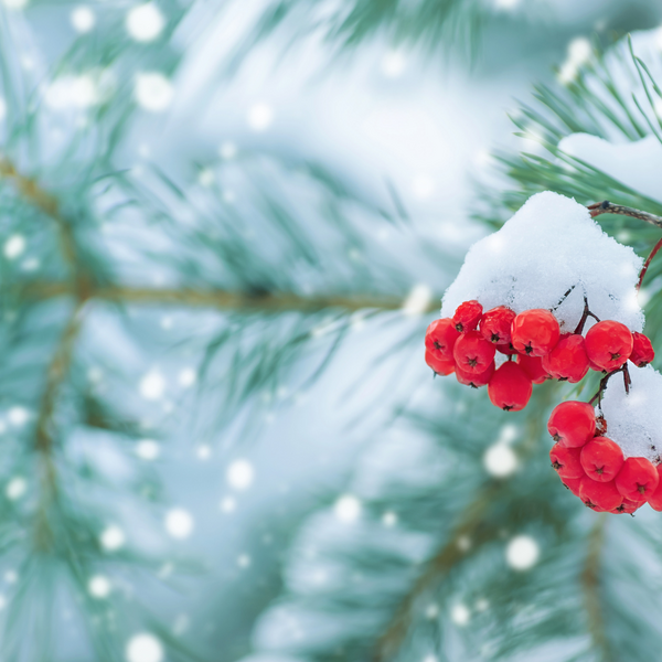 Red frozen rowan on pine branch