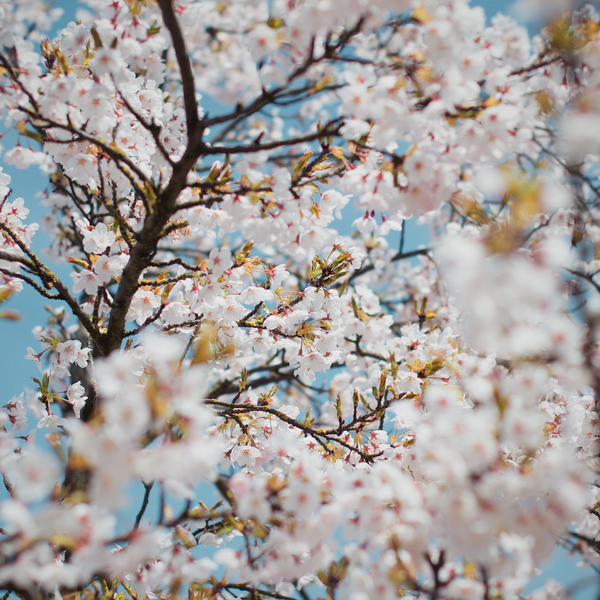 close up of white cherry blossoms