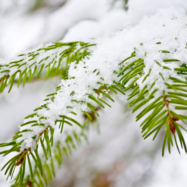close up of fir branch with snow on it