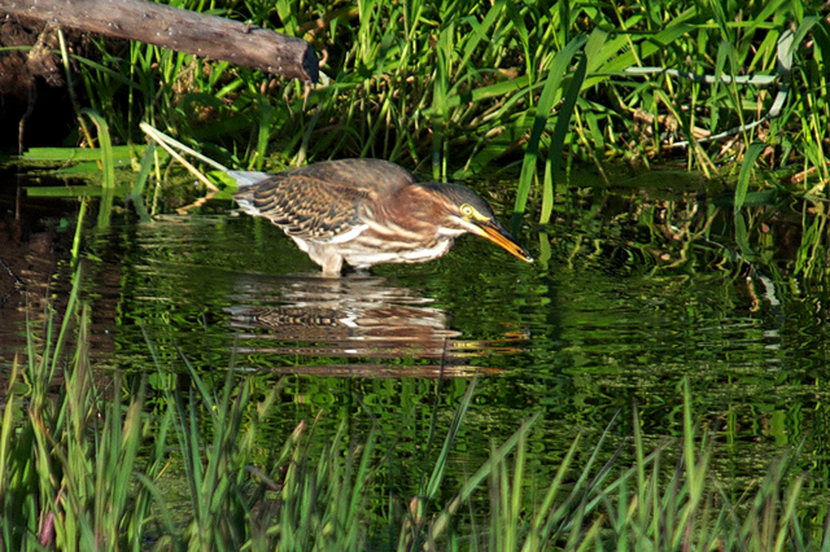 Green Heron, Nature Center